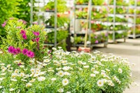 established garden centre landscape - 2