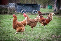 established produce rural pet - 3