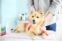 well equipped pet grooming - 1