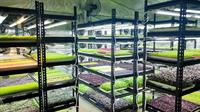 microgreen grower hospitality supplier - 1