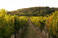 established winery vineyard business - 3