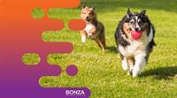 36341 multi-award-winning subscription pet - 3