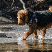 coming soon lifestyle dog - 2