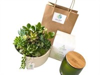 succulent surprise established online - 3