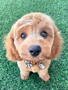 profitable dog breeding business - 1