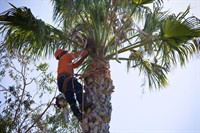 under contract high-performing arborist - 2