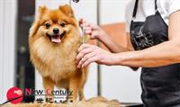 pet grooming st kilda - 1