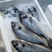 coming soon fresh seafood - 3
