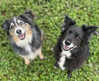 pet boarding kennels no - 2