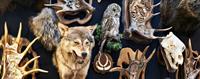 premier australian taxidermy supplies - 1