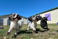doggy day care grooming - 1
