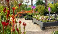 nursery retail wholesale woori - 1