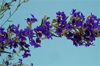 wholesale nursery 2 93 - 1