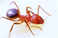 pest control termite specialist - 3