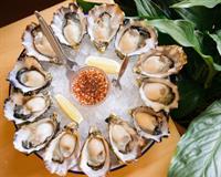 oyster perfection invest moreton - 3