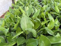 established wholesale production nursery - 3