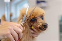 independent mobile dog grooming - 1