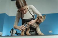 must sell mobile dog - 3