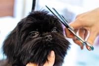 profitable medium size dog - 2