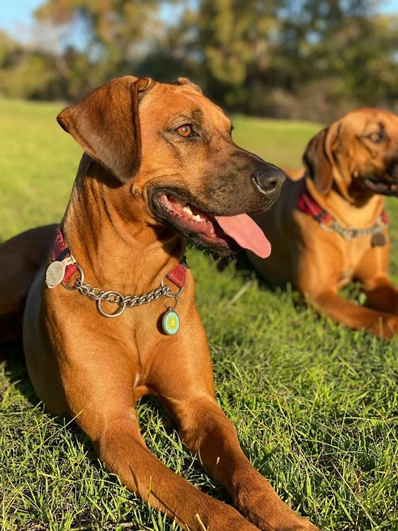 Buy a Pet Resort, Boarding Kennels Business For Sale With A Property