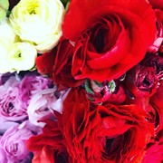 oakleighs iconic florist nursery - 2