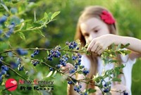berry farm coffee ice - 1