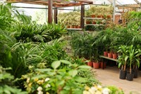 exotic wholesale nursery + - 3
