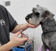 dog grooming boronia mw1436 - 1