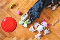 highly profitable e-commerce pet - 1