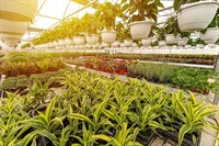 horticulture nursery agriculture businesses - 1