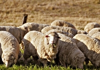 wool handling industry agricultural - 1