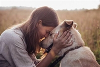 online pet product wholesaler - 2