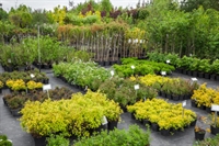 profitable regional nursery central - 2