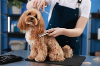 established dog grooming salon - 1