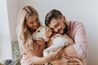 online pet product wholesaler - 1