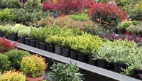 profitable regional nursery central - 3