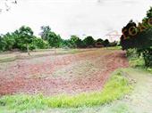 116 rai land khong