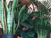 interior plant hire business