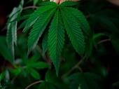 cannabis grow supplies captive