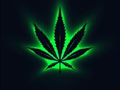 busy cannabis store great