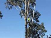 tree lopping business mornington