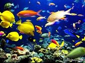 wanted pond cleaning businesses