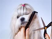 established pet grooming salon