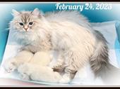 profitable cattery business relocatable
