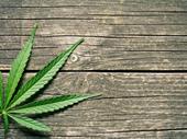 indoor outdoor cannabis grow