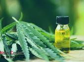 industrial hemp license hobart