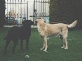 booming dog grooming company