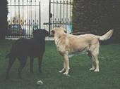 booming dog grooming company