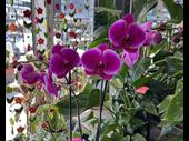 iconic florist harbourside suburb