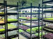 microgreen grower hospitality supplier